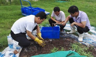 怎样养殖蚯蚓（如何养殖蚯蚓 怎样养殖蚯蚓）