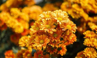 菊花怎么修剪（菊花怎么修剪让它矮头又多）