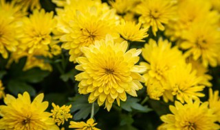 菊花春天怎么修剪 菊花春天怎么修剪让它矮头又多