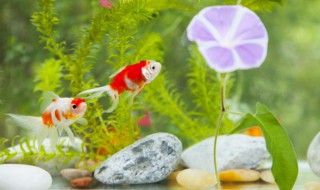 水草怎么繁殖 莫斯水草怎么繁殖