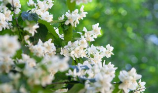 茉莉开花后怎么修剪（茉莉开花后怎么修剪枝条）