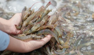河虾怎么繁殖（河虾怎么繁殖下一代）