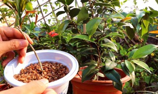 茶花是怎么繁殖的（茶花是怎样繁殖的）