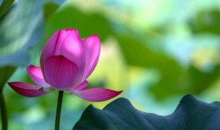 令箭荷花怎么修剪（令箭荷花怎么修剪枝叶）