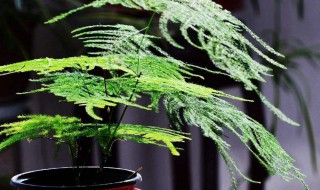 文竹是怎么繁殖的（文竹是怎么繁殖的呢）