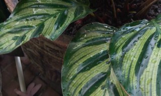 孔雀竹芋怎么繁殖 孔雀竹芋如何繁殖