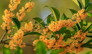 桂花怎样养殖 桂花怎样养殖?
