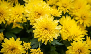 菊花怎样养殖（菊花如何养殖）