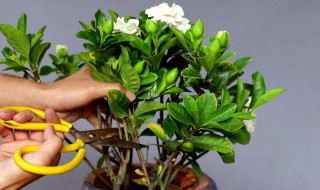 栀子花怎样养殖 栀子花怎样养殖方法