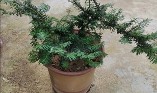 红豆杉在室内怎样养殖（红豆杉在室内怎样养殖视频）