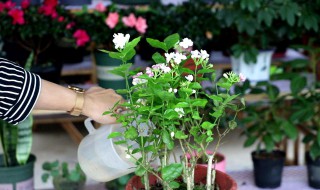茉莉花怎么繁殖 茉莉花怎么繁殖?