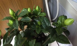 桅子花怎么修剪（桅子花怎么修剪图解）