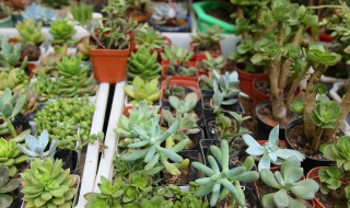 多肉植物红背椒怎样养殖（红背椒草多肉怎么养殖）