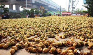 露天越冬大头菜种植技巧 大头菜春天露地种植技术