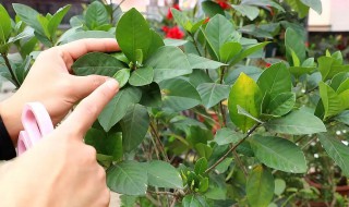 栀子花开完花怎么修剪 栀子花开完花怎么修剪好看