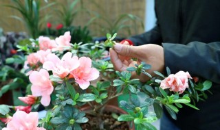 杜鹃花怎么剪枝（杜鹃花什么时候剪枝）