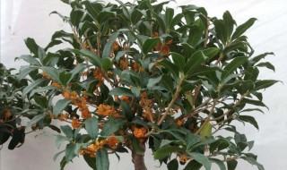 桂花怎么修剪枝叶（桂花怎么修剪枝叶图片）