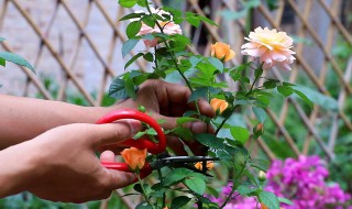 月季花怎么修剪（开败的月季花怎么修剪）