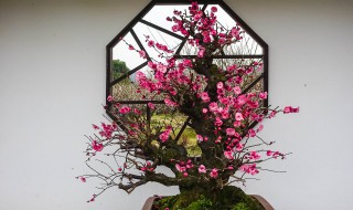 梅花盆景怎么修剪 梅花盆景怎么修剪造型