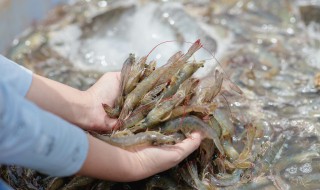 虾是怎么繁殖的（小龙虾是怎么繁殖的）