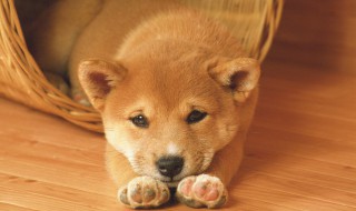 怎样养殖肉狗（怎样养殖肉狗视频）