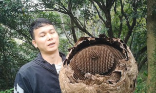 怎样养殖胡蜂（养殖胡蜂技术的步骤）