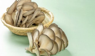 蘑菇怎么繁殖（蘑菇怎么繁殖后代）