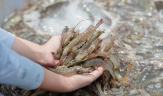 怎样养殖河虾 怎样养殖河虾最好