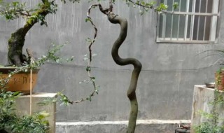 怎样养好金弹子（怎样养好金弹子花）