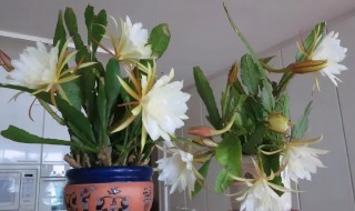 怎样养好昙花（怎样养好昙花才能开花）