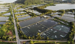 水稻田怎样养殖草鱼（水稻田怎样养殖草鱼视频）