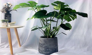 怎样养好龟背竹 怎样养好龟背竹盆栽