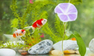 怎样才能养好金龙鱼（怎样才能养好金龙鱼的方法）