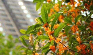 怎样养殖桂花（怎样养殖桂花树视频）