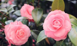 怎样才能把花养好养活（如何将花养的更好）