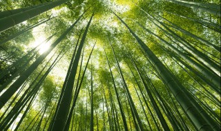室内怎样养好佛肚竹 室内怎样养好佛肚竹盆景
