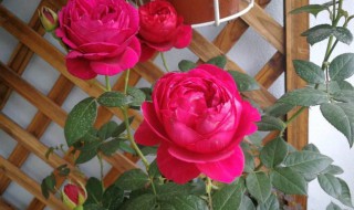 怎样养好月季花 月季花养护