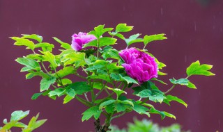 怎样养好牡丹花 怎样养好牡丹花盆栽