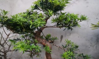 罗汉树用怎样的盆养好（罗汉树用怎样的盆养好呢）