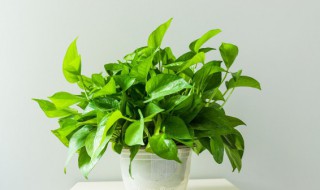 怎样养好绿萝花（怎样养好绿萝花卉）