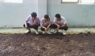 怎样养好青蚯蚓（怎么养青蚯蚓方法最简单繁殖快）