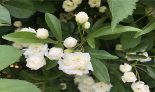 木香花怎样养殖 木香花怎样养殖方法