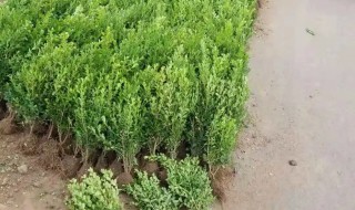 小叶黄杨适合家里栽吗（小叶黄杨能种在家里吗）