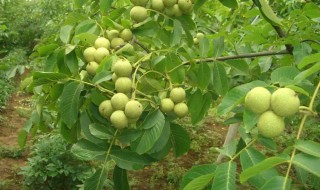 家里栽核桃树吗（家里面能种核桃树吗）