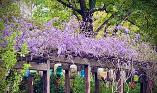 家里栽紫藤花吉利吗（家里栽紫藤花吉利吗风水好吗）