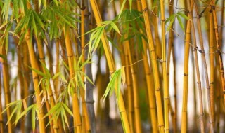 家里可以栽金竹吗（门口可以栽金竹吗）