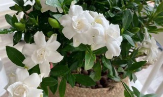家里能栽栀子花吗 家里能栽栀子花吗吉利吗