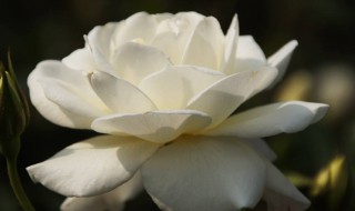 家里能栽白月季花吗 家里养白色月季花好吗