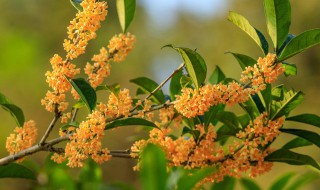 家里能栽桂花吗风水学 家里可以栽种桂花吗
