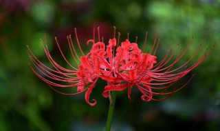 彼岸花适合栽家里吗 家里栽彼岸花好吗